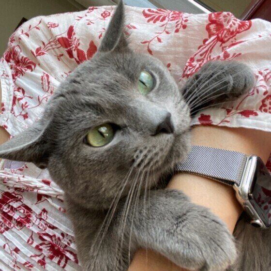 甘えるロシアンブルー