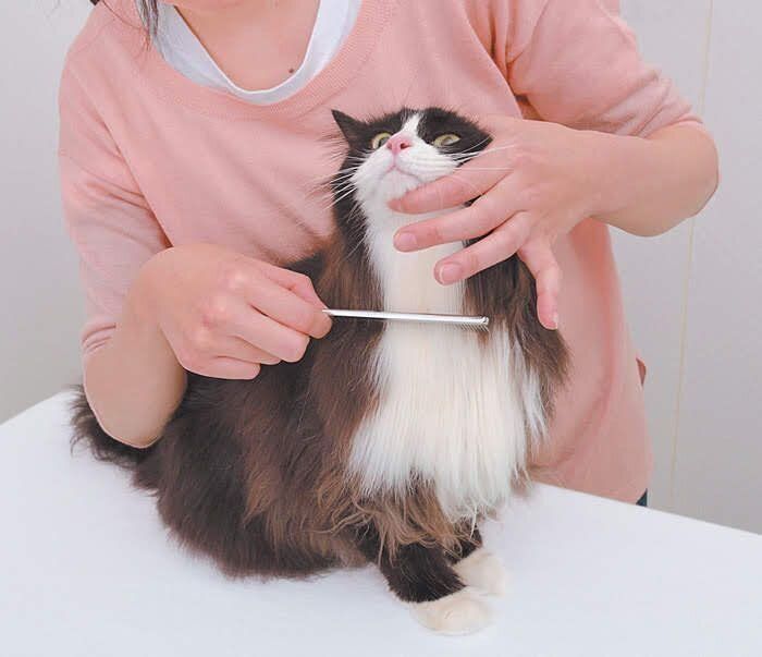 胸のブラッシング