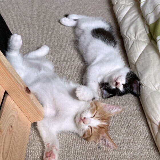 Mix（黒×白）のクロちゃんたち♪