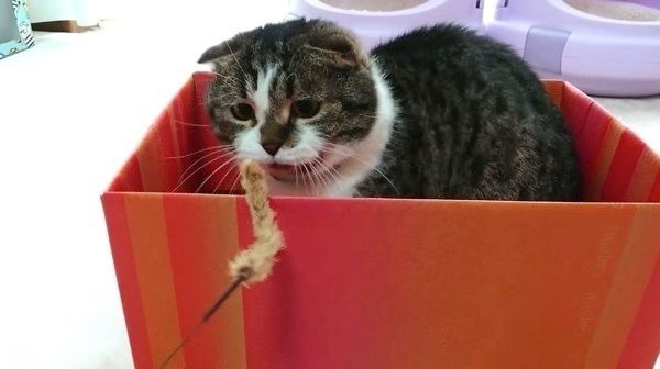 猫じゃらしと猫