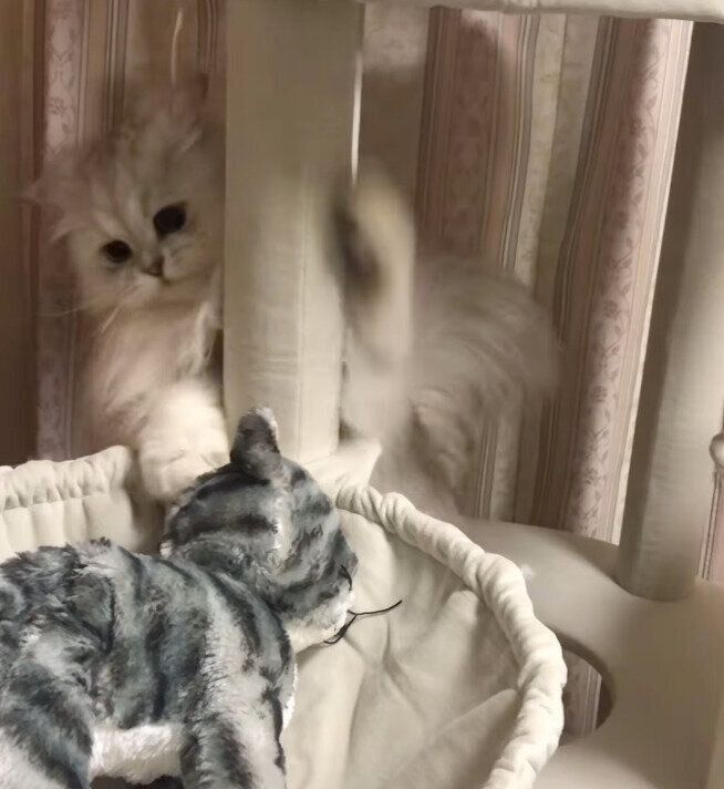 ぬいぐるみと格闘するピピくん