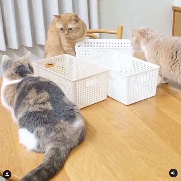 「カゴ」をめぐる楽しいやりとりを見せるマンチカン3姉妹