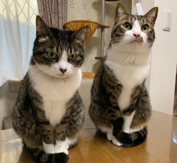 とげまるくんとの2ショット
