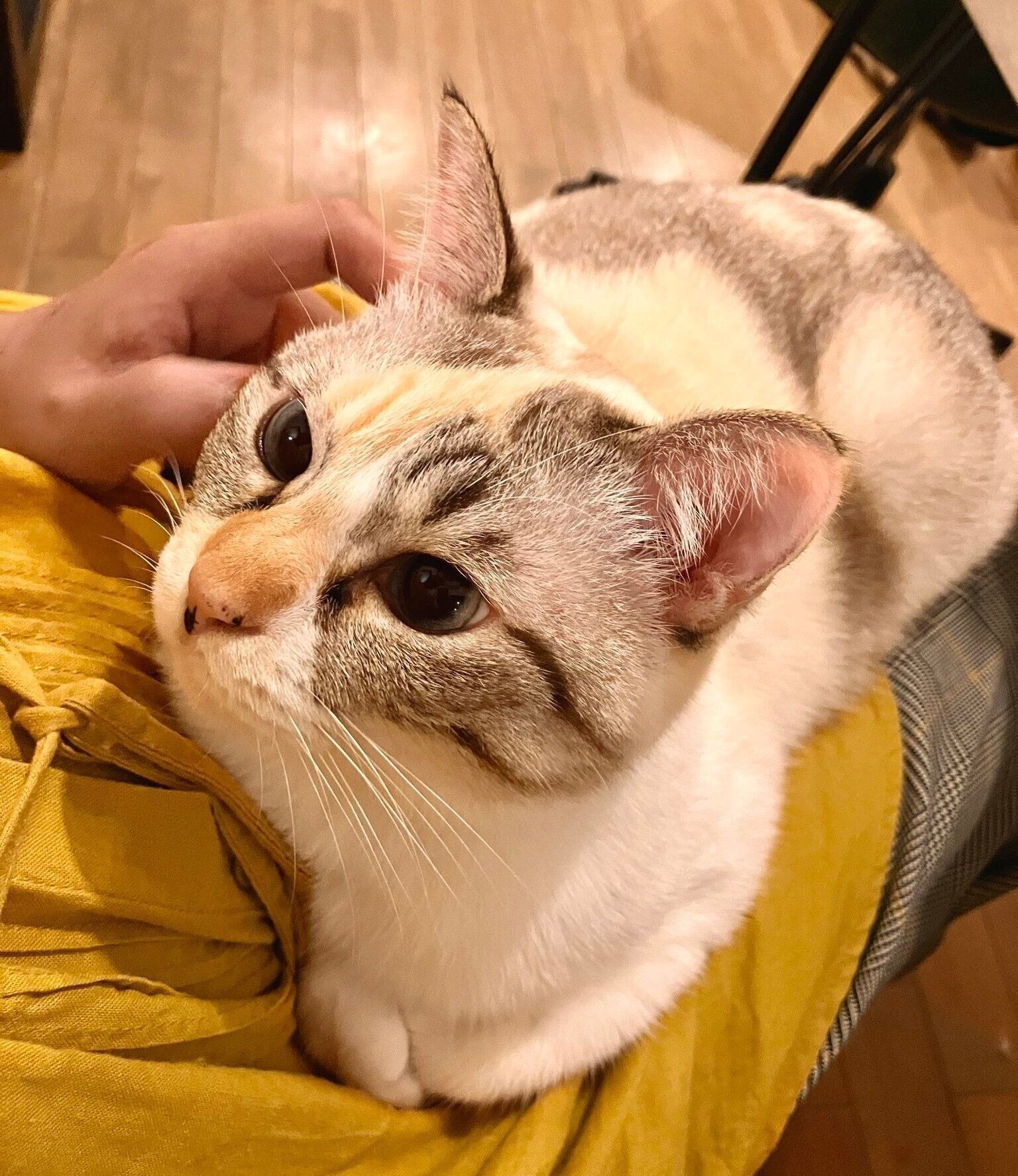 直前まで、この表情で甘えていたルールーちゃん