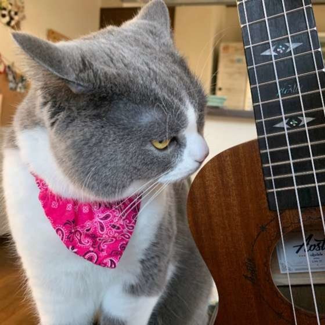猫の耳がまるでイカ イカ耳 になってしまう理由とは ねこのきもちweb Magazine 猫の耳がまるでイカ イカ耳 になってしまう理由とは ねこのきもちweb Magazine