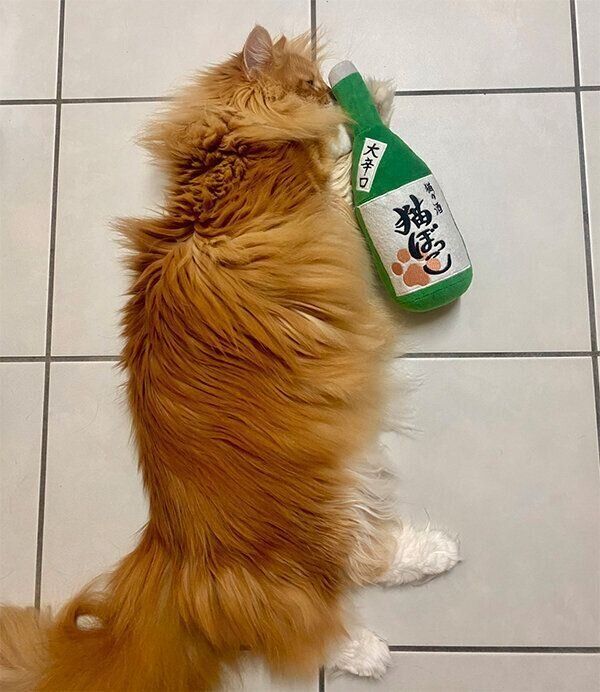 「酒瓶キッカー」を抱える猫