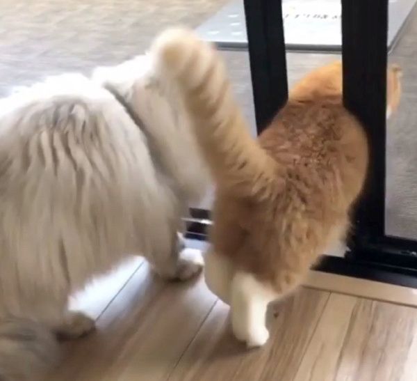 ドアにお尻が引っかかっちゃう猫
