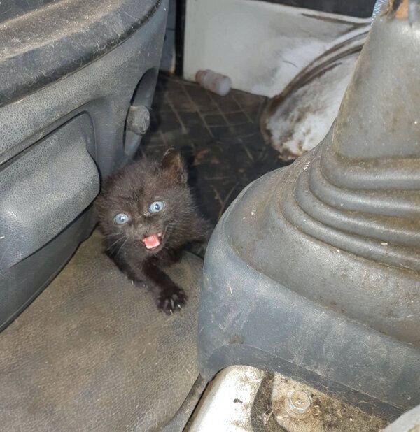 保護当時のあさりちゃん