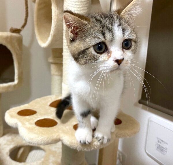 子猫時代のおにくくん