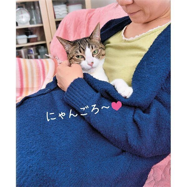 飼い主さんの上着に入る猫