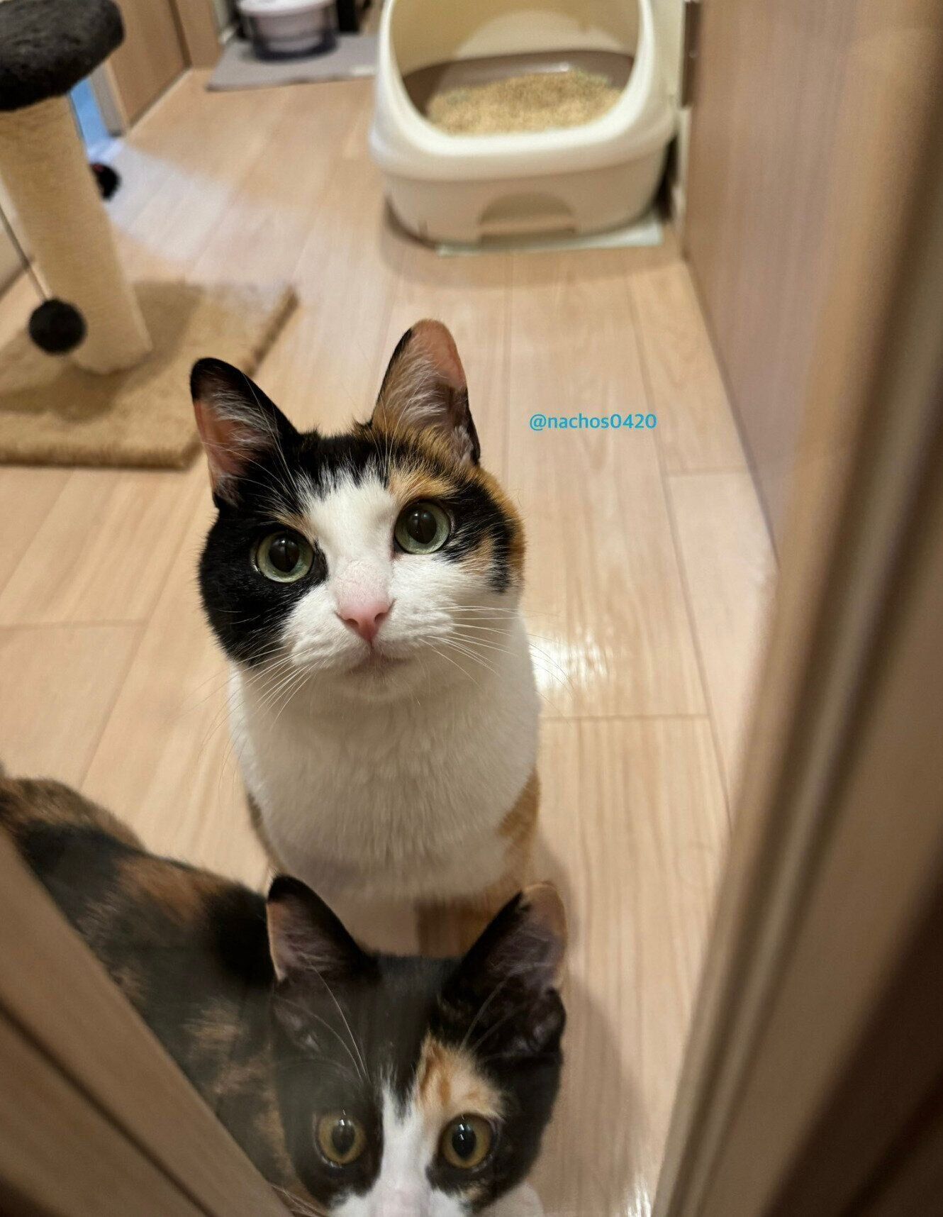 ドア越しに飼い主さんを見つめるなっちゃん、スイちゃん