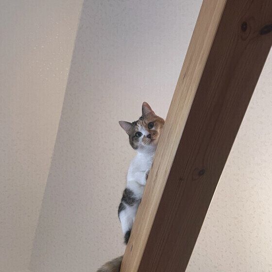 高いところに乗るももちゃん