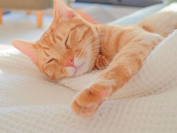 気持ちよさそうに眠るみゃおちゃん