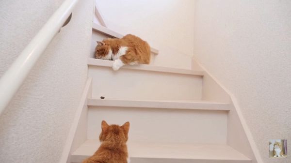 おやつが欲しい猫