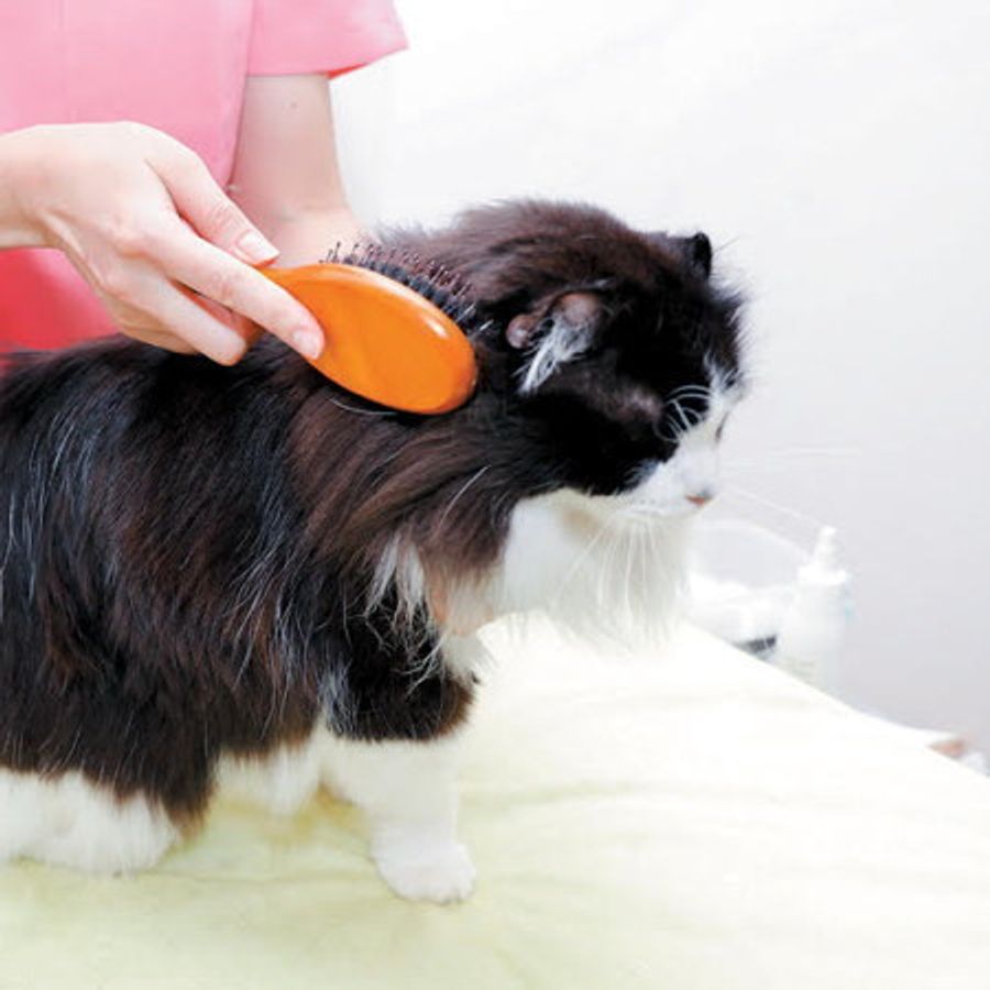 ベタベタをサラサラに 愛猫の梅雨ケア 背中 しっぽ編 ねこのきもちweb Magazine