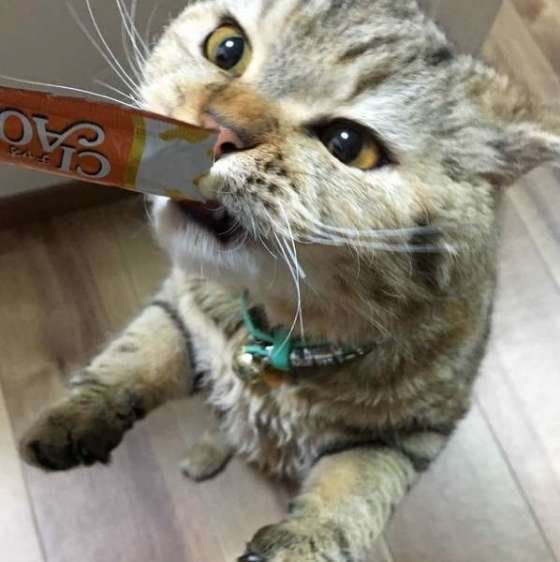 ちゅ〜るを食べるセルカークレックス