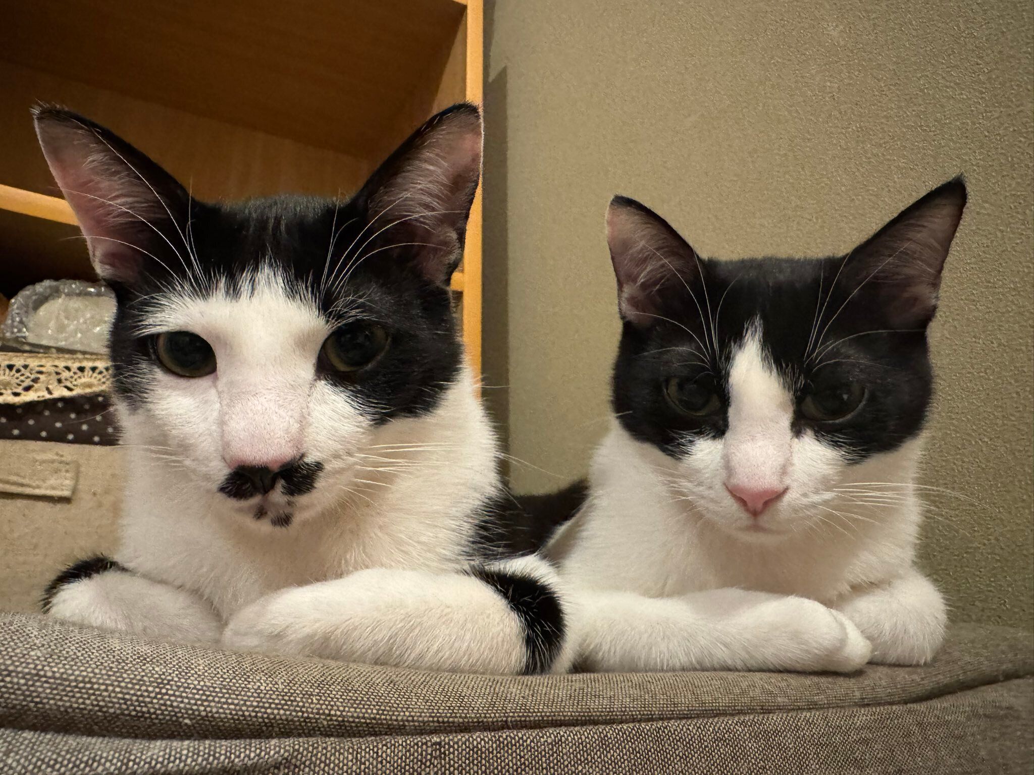 生後8カ月の2匹の猫