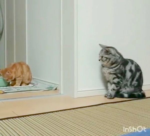 どっきり大作戦を実行するアメリカンショートヘア