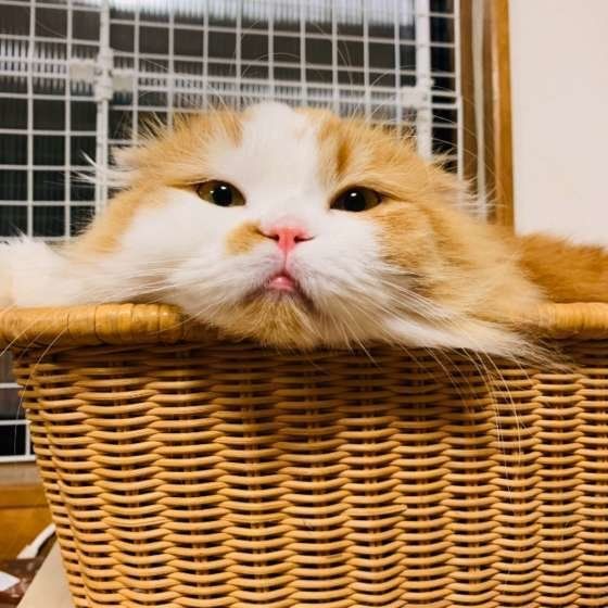 スコティッシュフォールドのはなちゃん