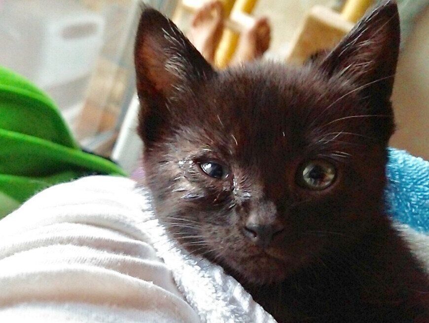 保護して間もないころのはなびくん