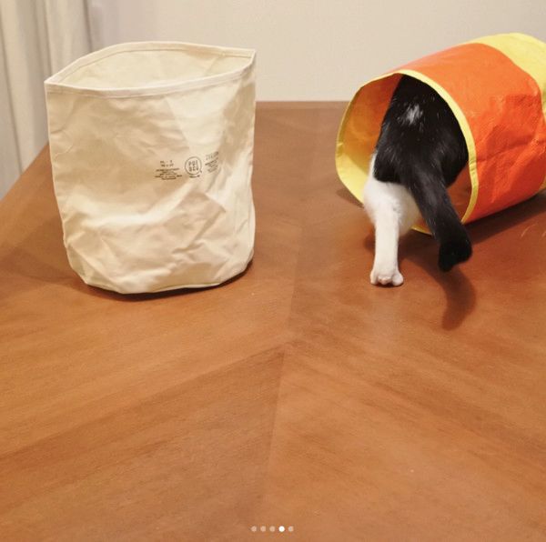 箱に入りたがる猫