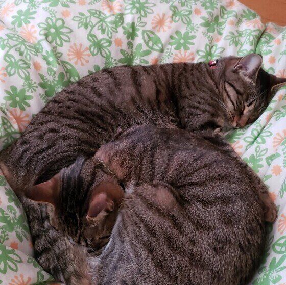 MIXキジトラのあずきちゃん