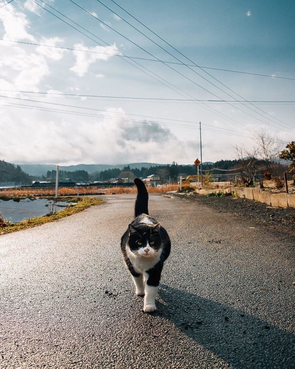 金魚のふんのようについてくる「うた」