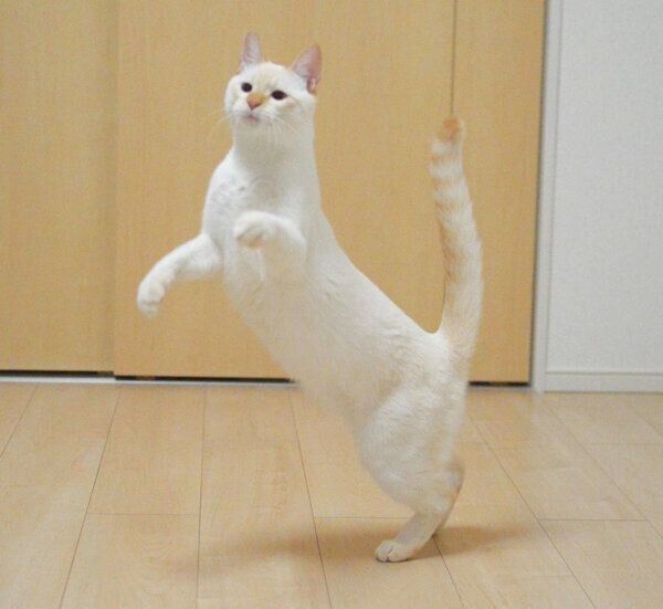 おもしろいポーズをするテンくん