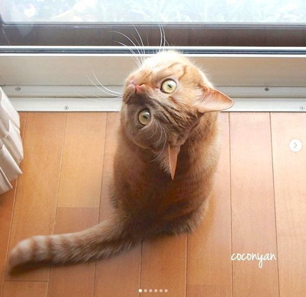 振り向くマンチカン