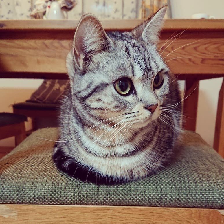 今日はキレイに香箱座りできた猫