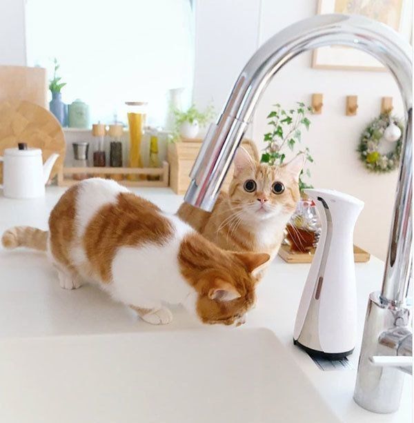 キッチンにいるプリンちゃんとぱんだちゃん