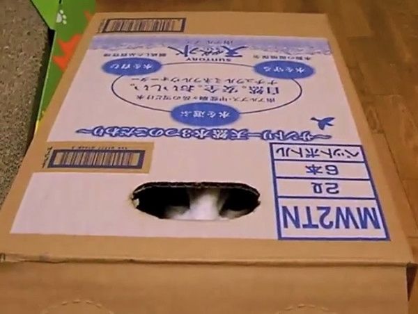 箱の中で遊ぶ猫