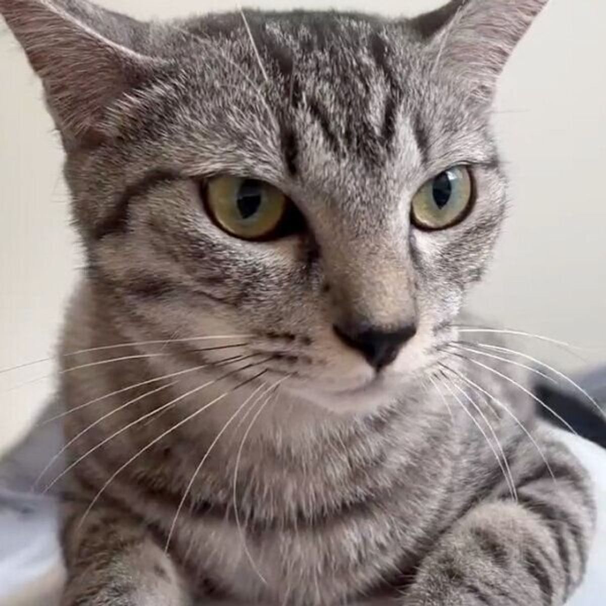 毎朝5時になると起こしに来る猫 飼い主が指を差し出すと 最高の表情 にキュンとくる ねこのきもちweb Magazine 毎朝5時になると起こしに来る猫 飼い主が指を差し出すと 最高の表情 にキュンとくる ねこのきもちweb Magazine