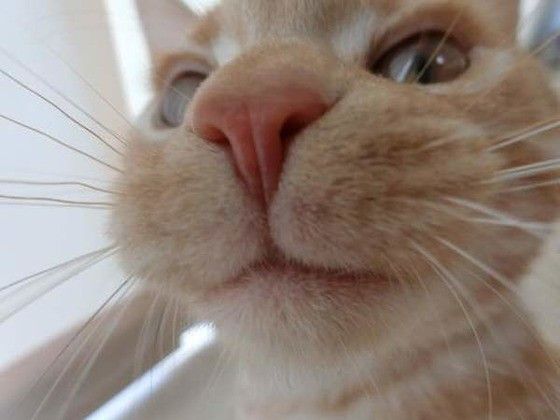 鼻がピンクでかわいい