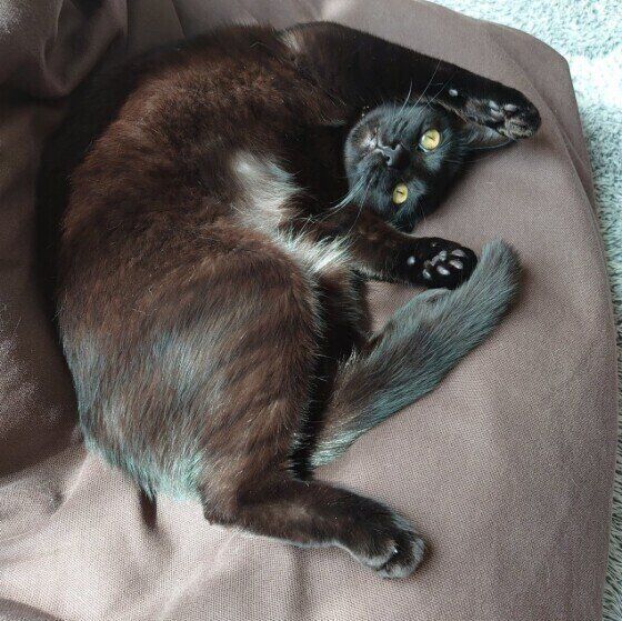 MIX黒のいとちゃん