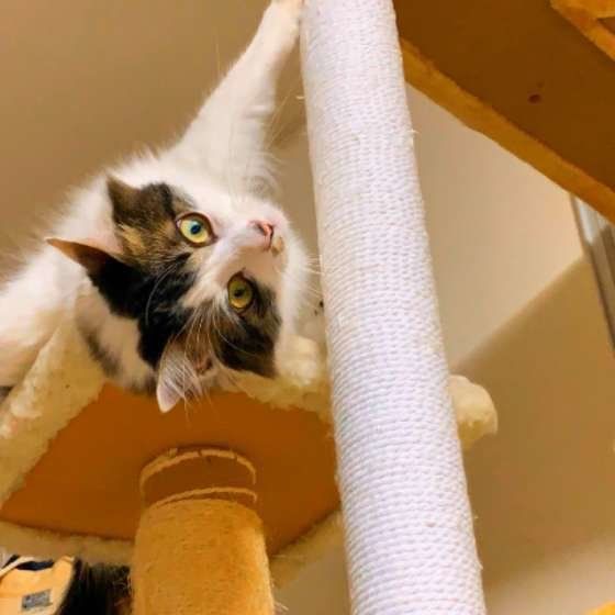 猫タワーで遊ぶ猫