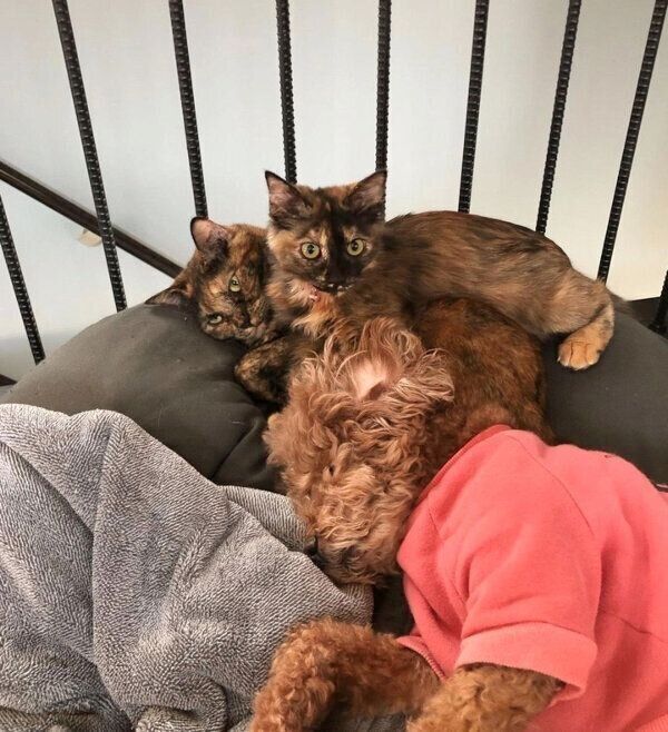 まったりするぼんちゃん、のりちゃん、犬のあん子ちゃん