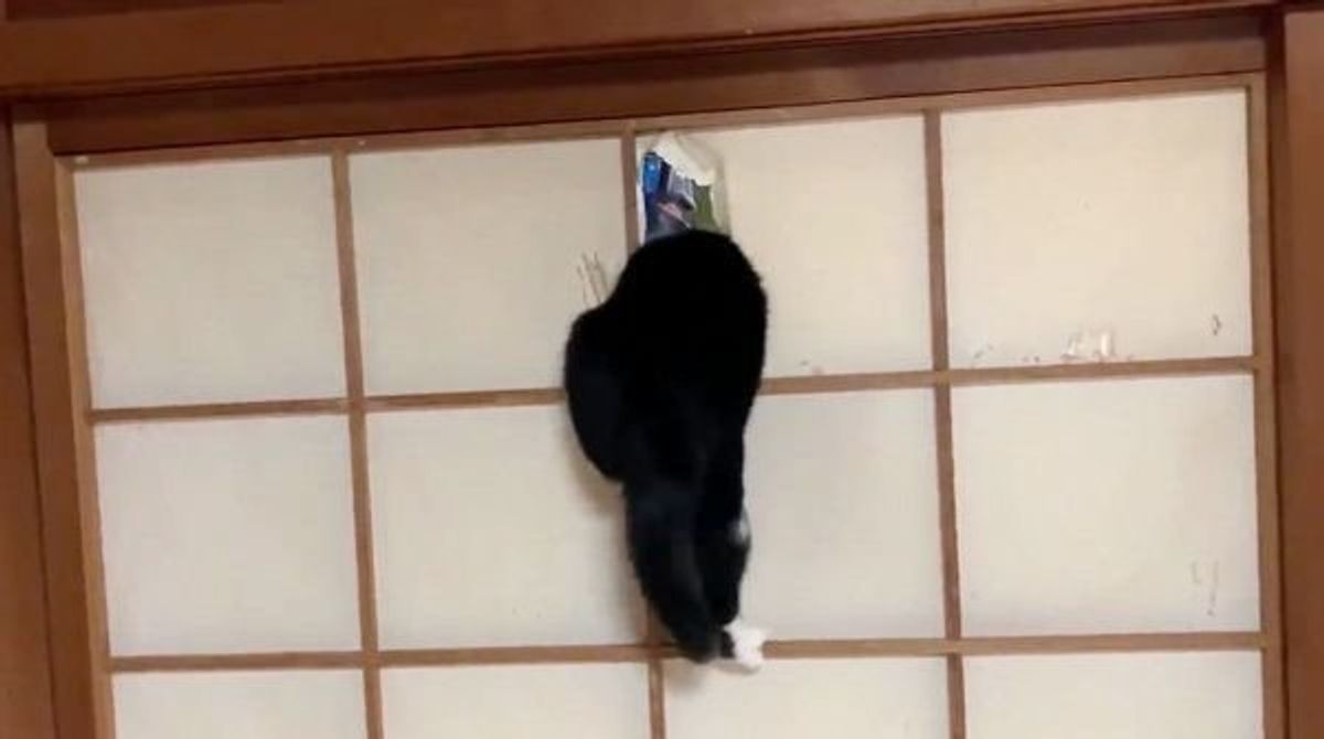 ダイナミックすぎる 猫が障子をビリビリにする過程 に思わず爆笑 ねこのきもちweb Magazine ダイナミックすぎる 猫が障子をビリビリにする過程 に思わず爆笑 ねこのきもちweb Magazine