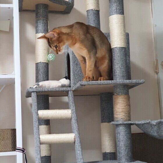タワーにのぼる猫（アビシニアン、オス）