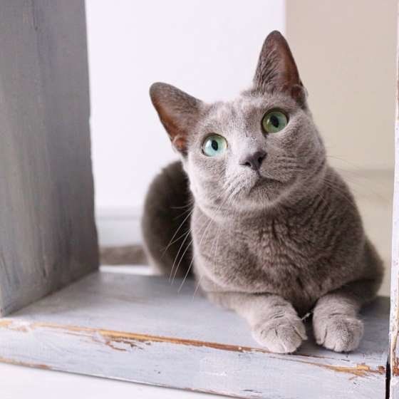 くつろぐロシアンブルー