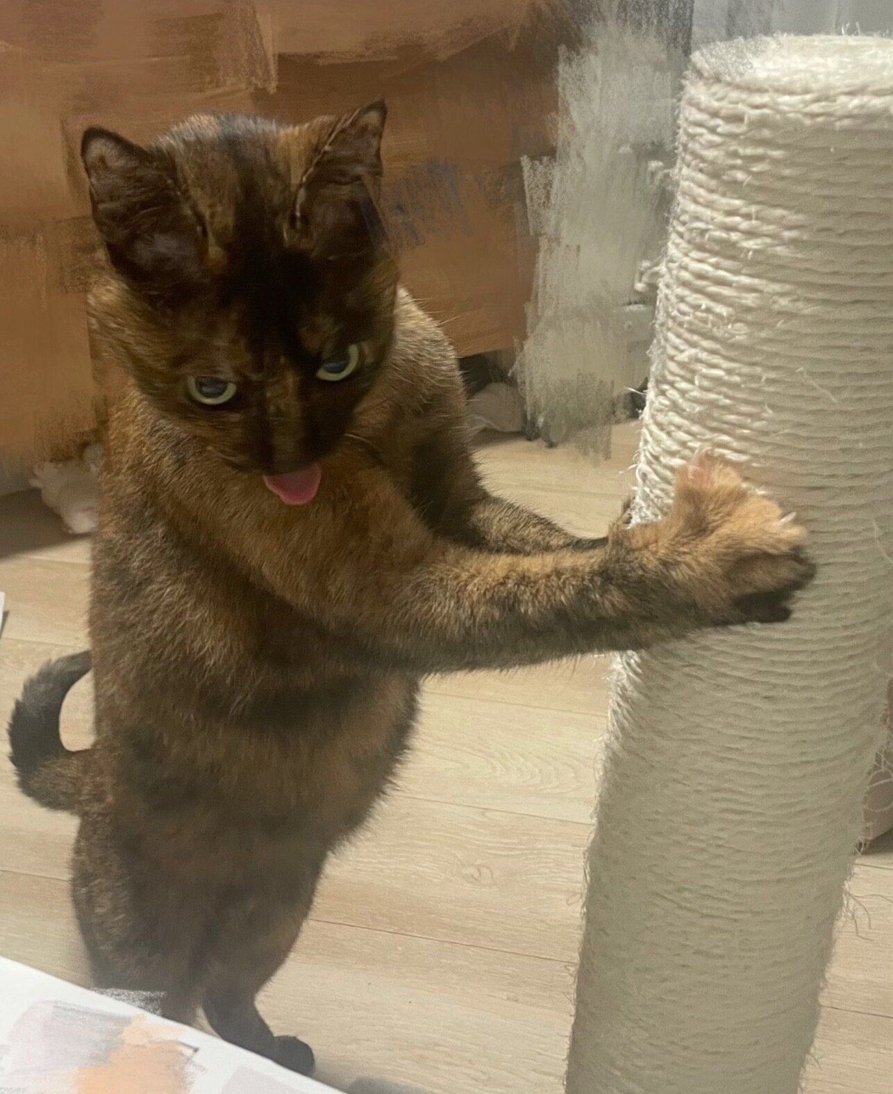 おもしろい表情をするしゃけちゃん