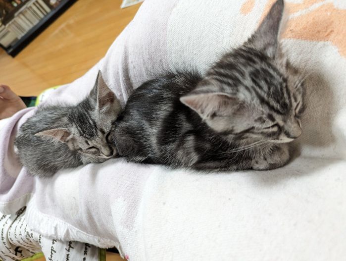 飼い主さんの足の上で眠るルナちゃん、ももちゃん