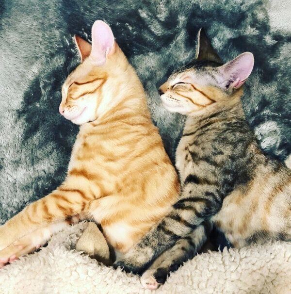 仲良く眠る茶々丸くんと子麦ちゃん