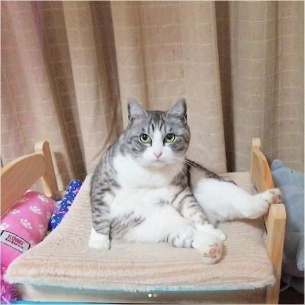 へんな座り方ニャンズ