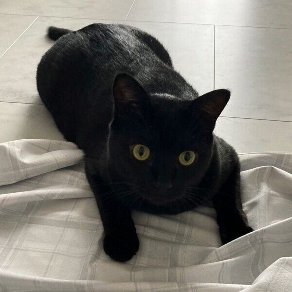 シーツの上を占領するモカくん