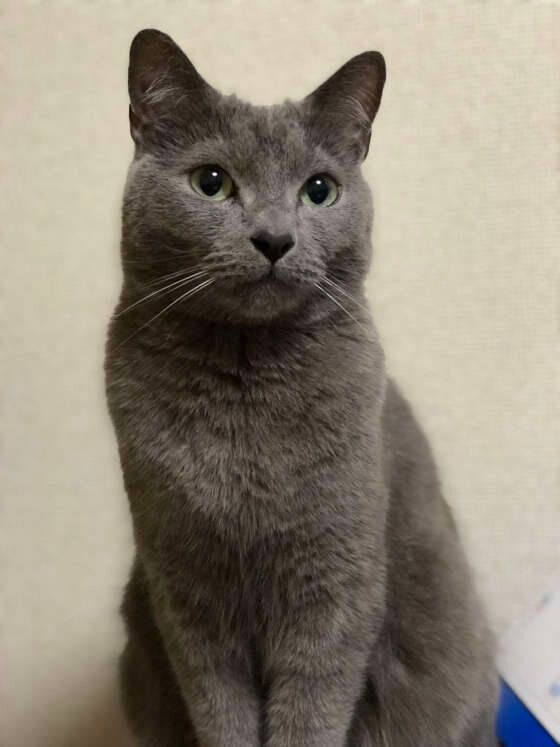 ロシアンブルーのロンくん