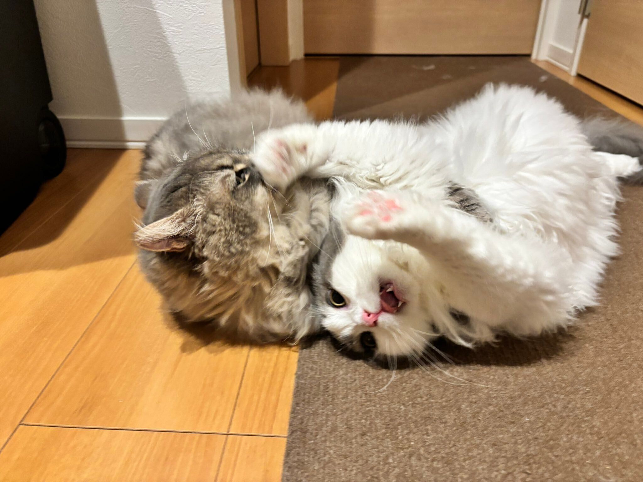 じゃれ合うトロくん、ゴマくん