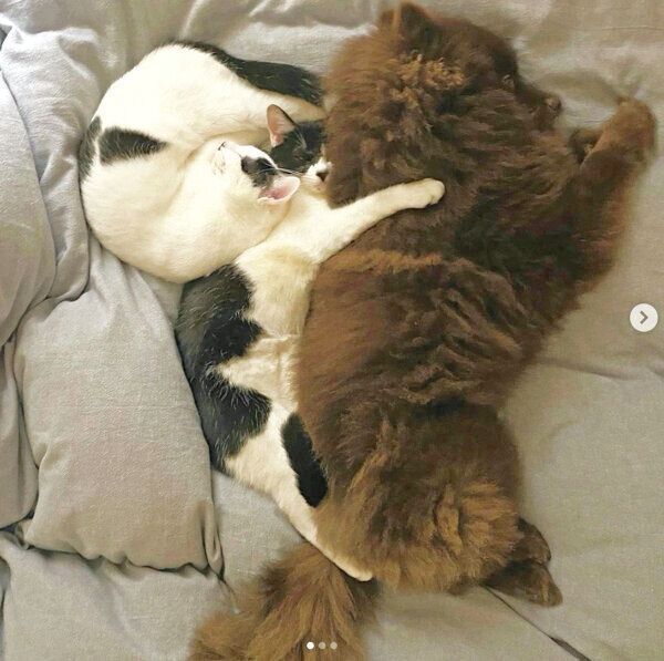 くっついて眠るだー子ちゃん、ききちくん、くまくん