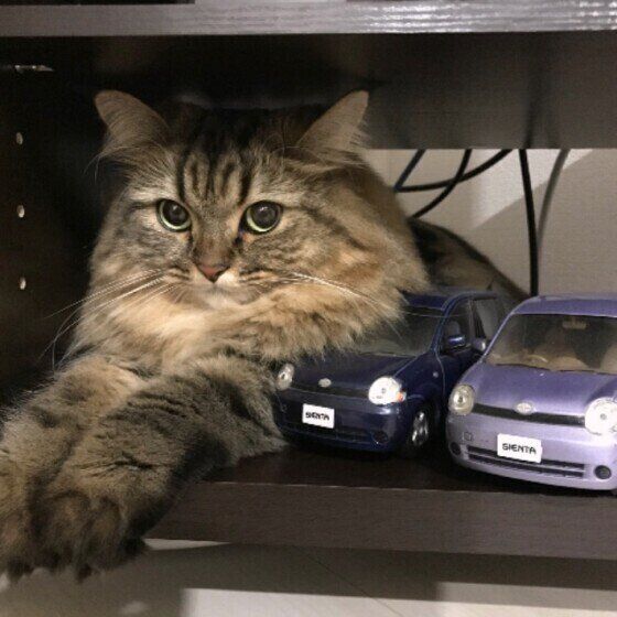 ラガマフィンのシェリーちゃん