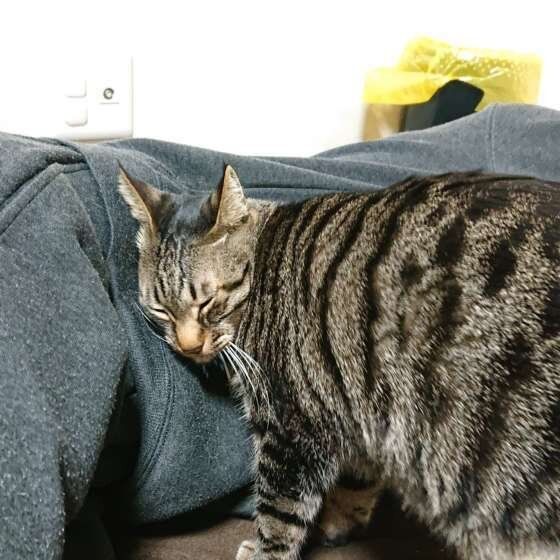 寝ている人を起こすMIXキジトラ